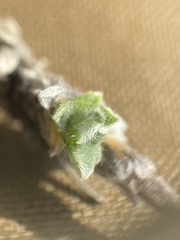 Eritrichium aretioides