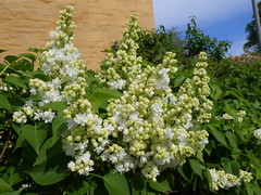 Syringa