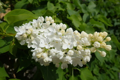 Syringa