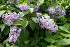 Syringa