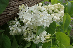 Syringa