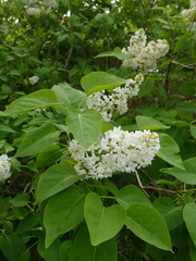 Syringa