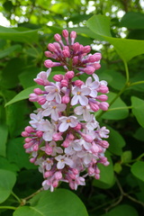 Syringa