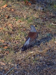 Turdus pilaris