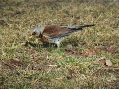 Turdus pilaris