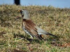 Turdus pilaris