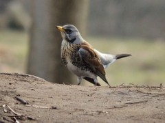 Turdus pilaris