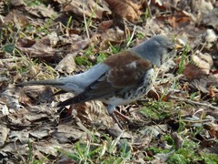 Turdus pilaris