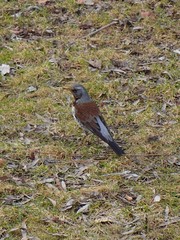Turdus pilaris