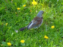 Turdus pilaris