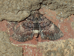 Metalectra richardsi