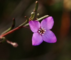 Boronia filifolia