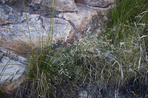 Image of Elegia asperiflora by (c) Tony Rebelo, some rights reserved (CC BY-SA)