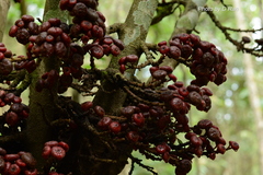 Ficus