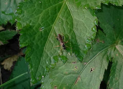 Polytribax contiguus
