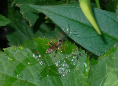 Polytribax contiguus