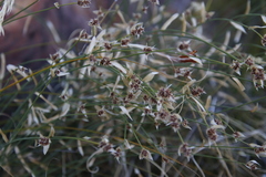 Elegia asperiflora