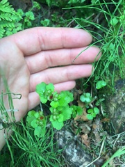 Chrysosplenium tetrandrum
