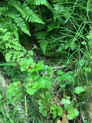 Chrysosplenium tetrandrum