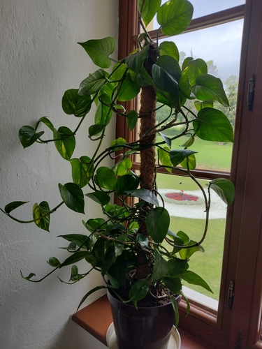 Đavolji bršljan (Epipremnum aureum)