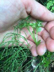 Chrysosplenium tetrandrum