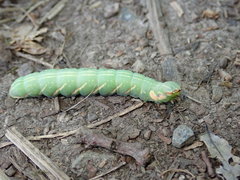 Peridea anceps