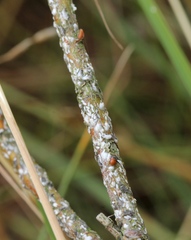 Chionaspis salicis