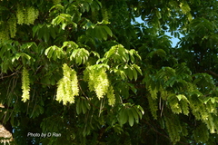 Pterocarya