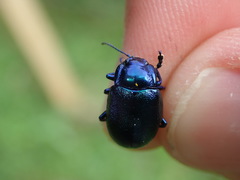 Oreina caerulea