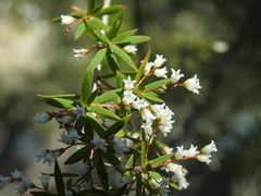 Leucopogon pimeleoides