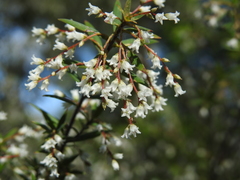 Leucopogon pimeleoides