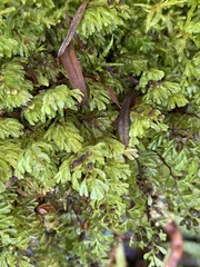 Hymenophyllum cupressiforme
