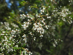 Leucopogon pimeleoides