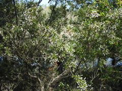Leucopogon pimeleoides