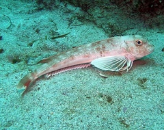 Chelidonichthys obscurus