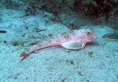 Chelidonichthys obscurus