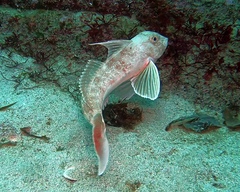Chelidonichthys obscurus