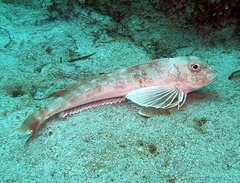 Chelidonichthys obscurus
