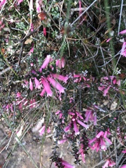 Epacris longiflora