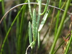 Philotheca queenslandica