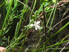 Philotheca queenslandica