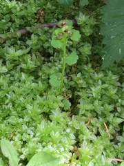 Chrysosplenium tetrandrum