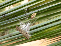 Argiope sector