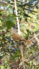 Pachycephala pectoralis
