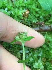 Chrysosplenium tetrandrum