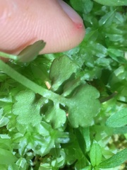 Chrysosplenium tetrandrum