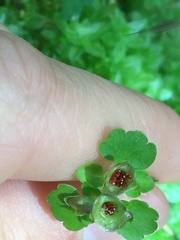 Chrysosplenium tetrandrum