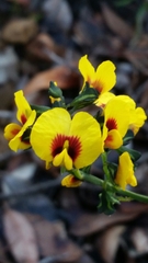 Sphaerolobium alatum