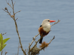 Halcyon leucocephala acteon
