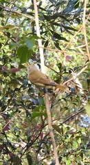 Pachycephala pectoralis